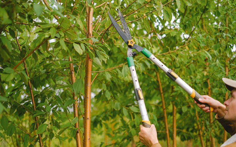 Tree trimming in Craig, AK